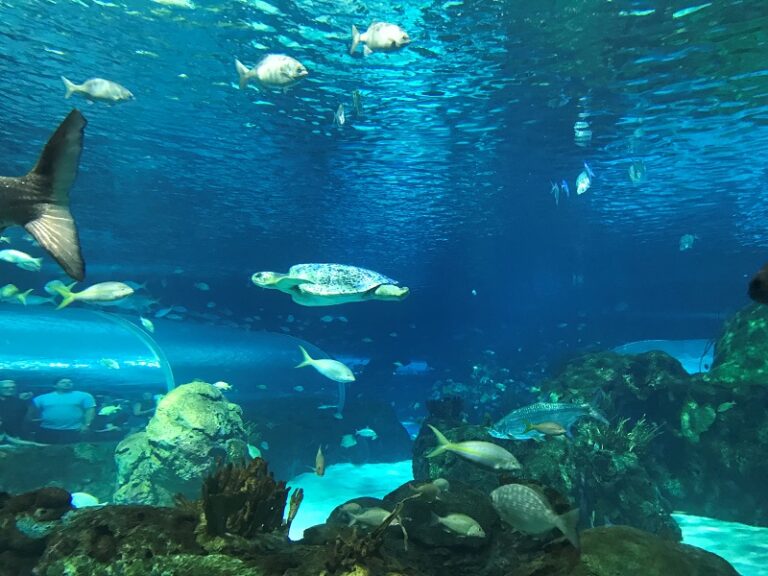 View1 800x600 1 768x576